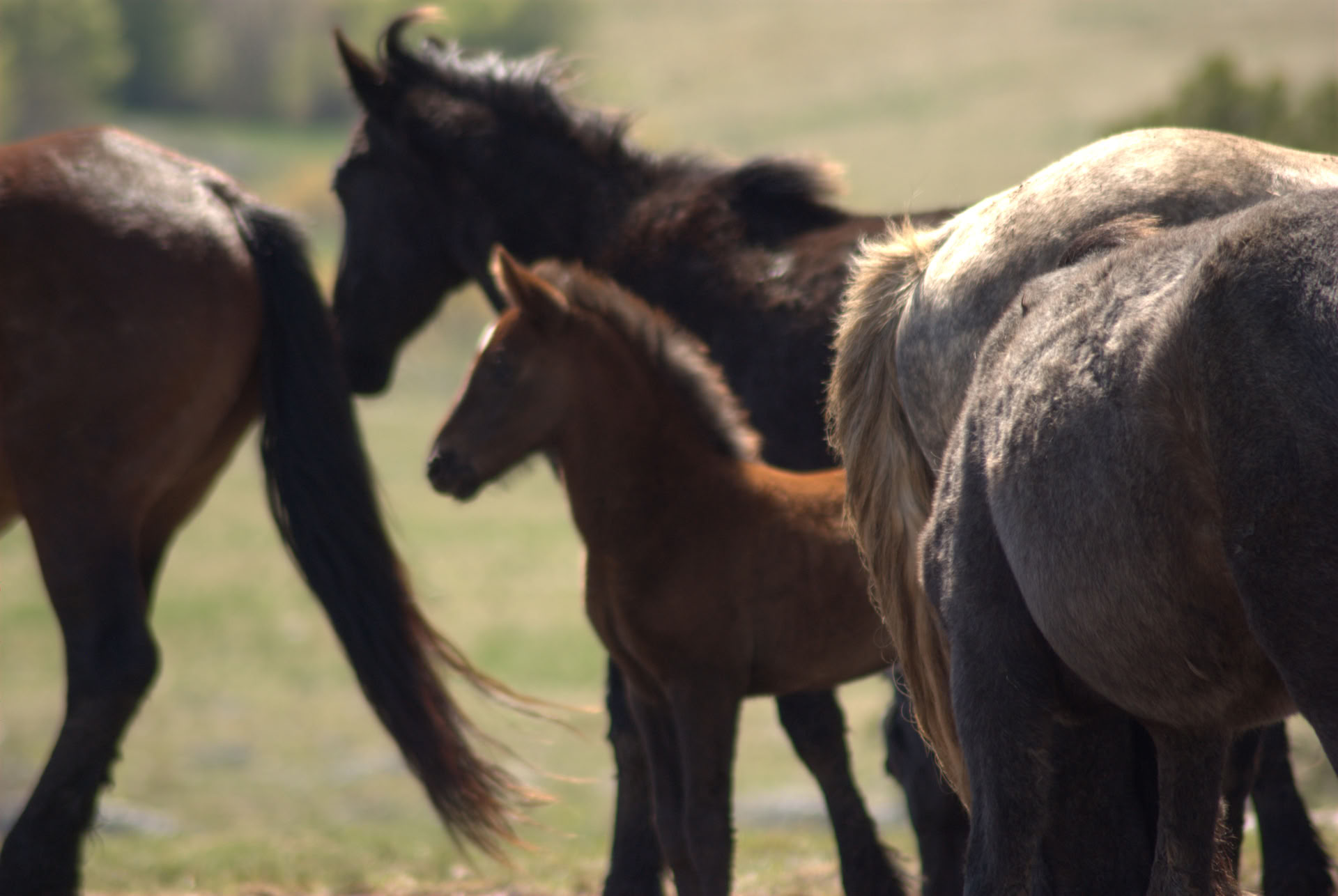 Healing a cavallo | Bosnia 18th - 23rd October