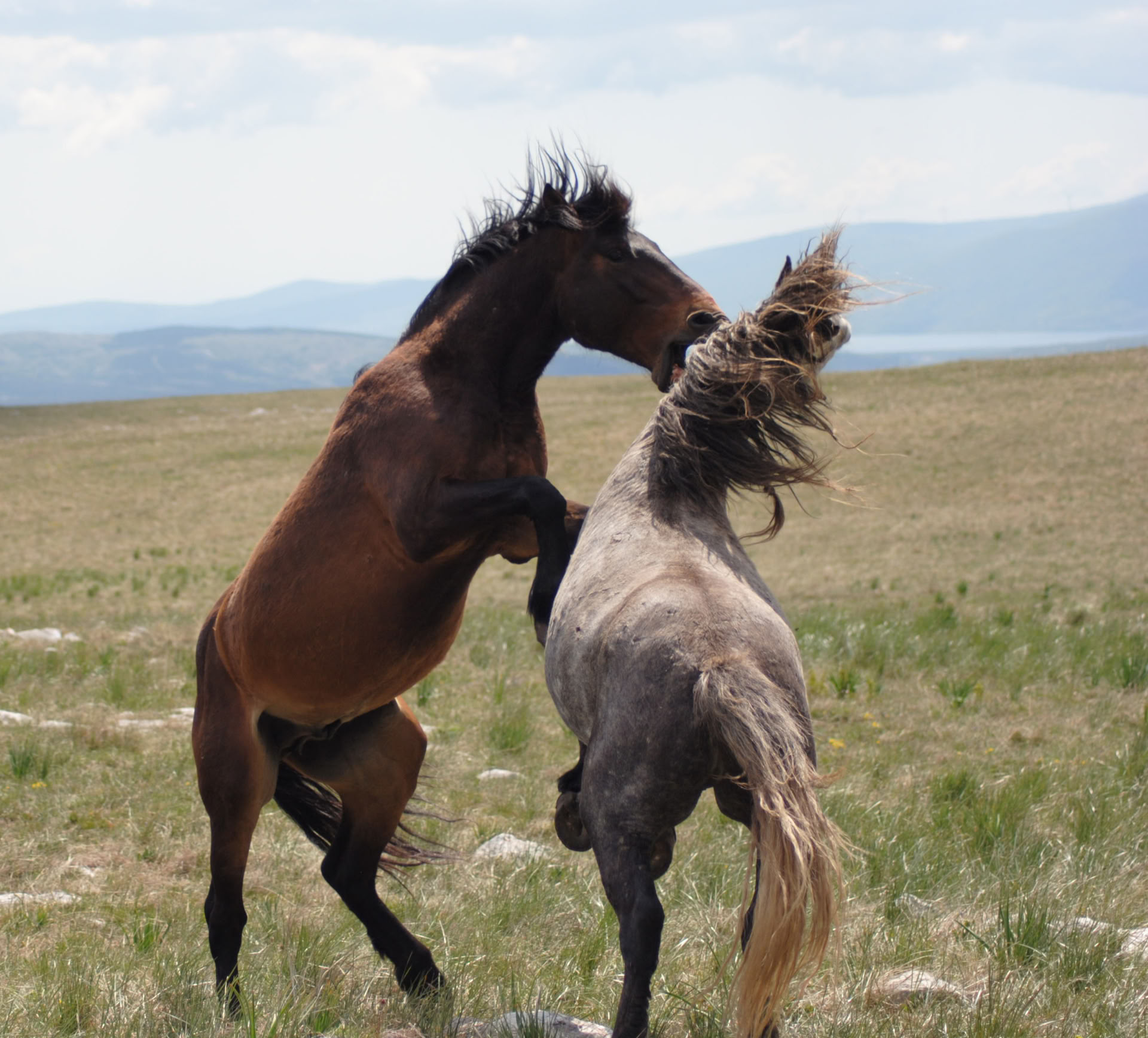 Healing a cavallo | Bosnia 18th - 23rd October