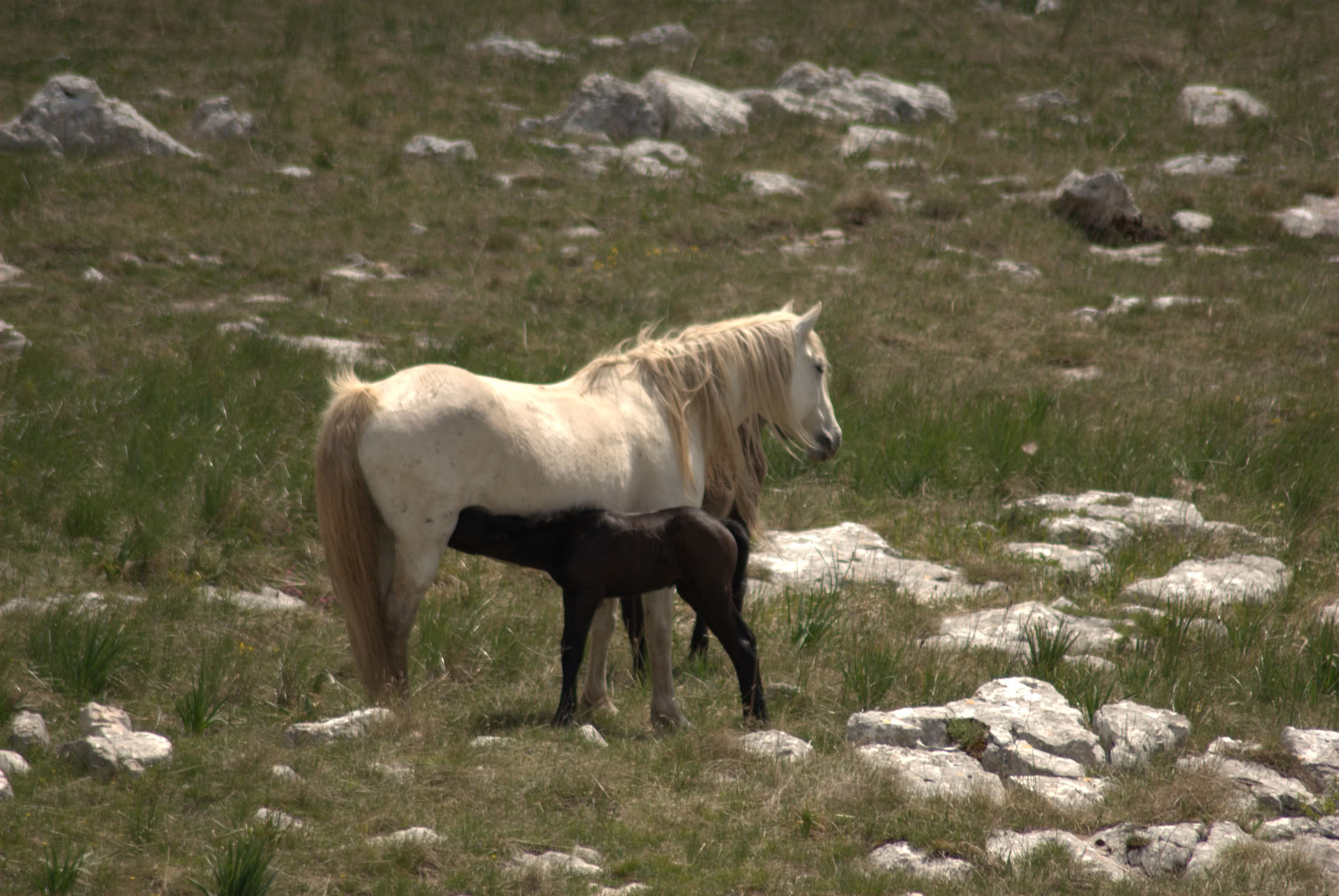 Healing a cavallo | Bosnia 18th - 23rd October