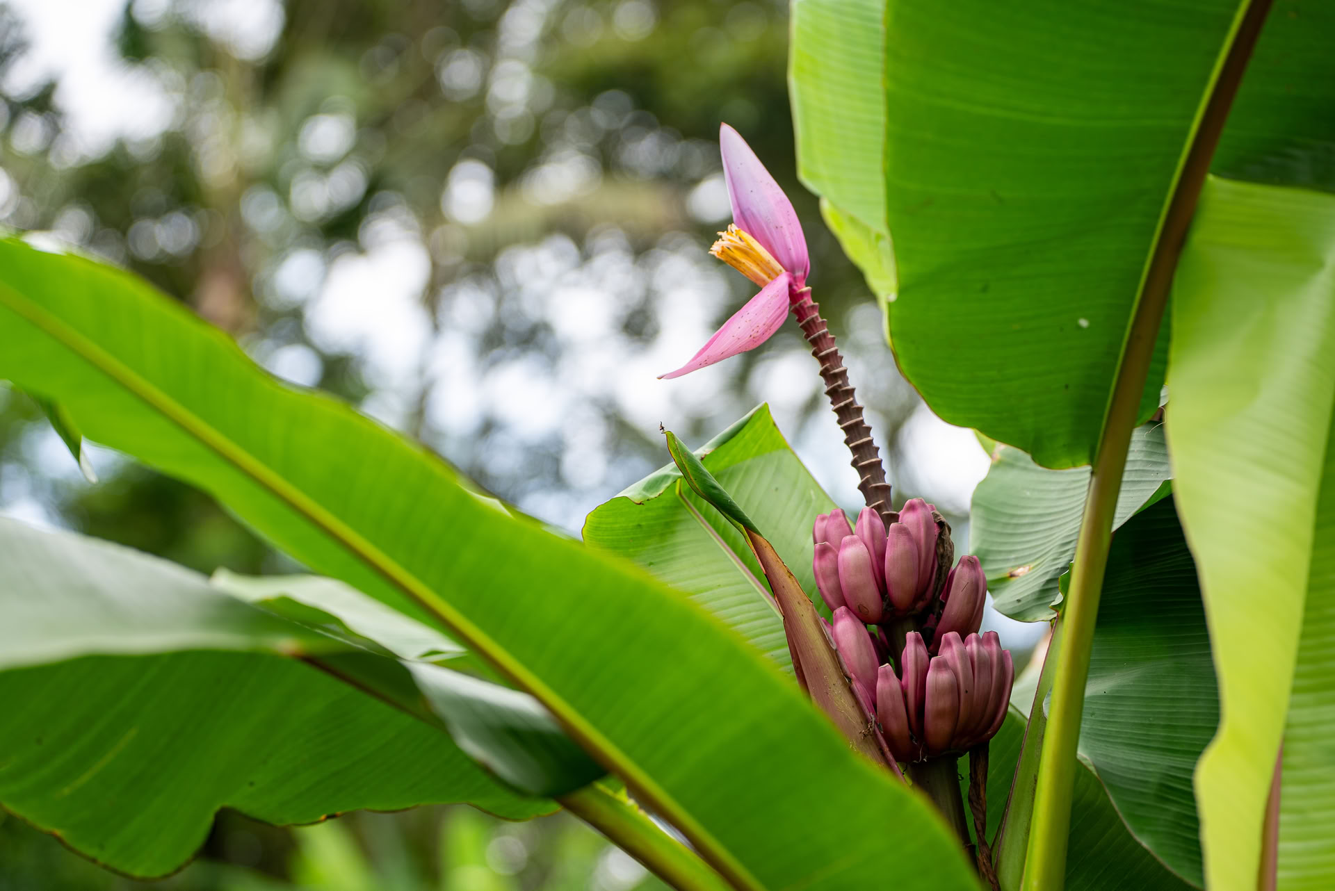Offerta unica a Bali