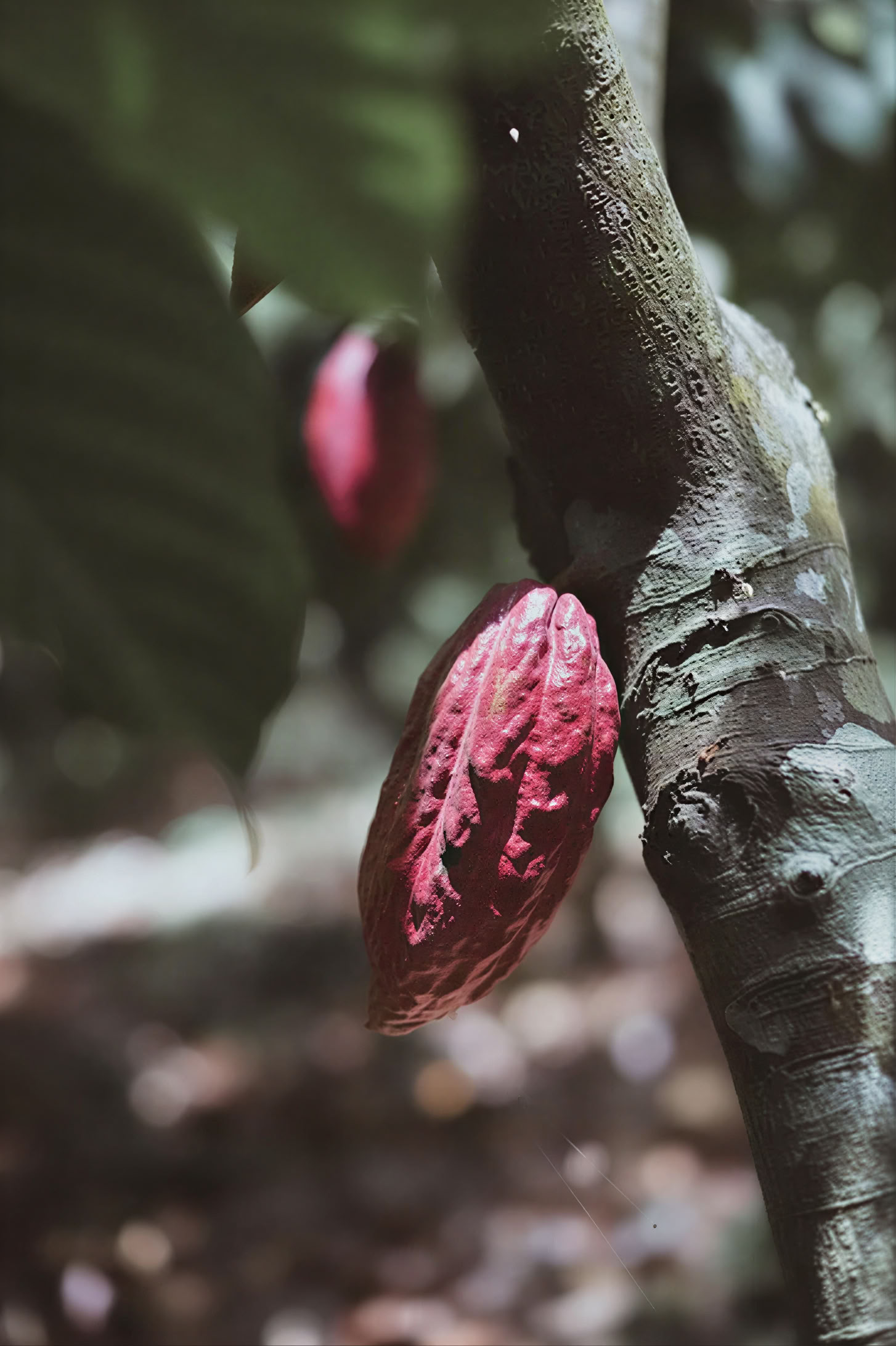DENTRO IL CACAO - Workshop Drop in
