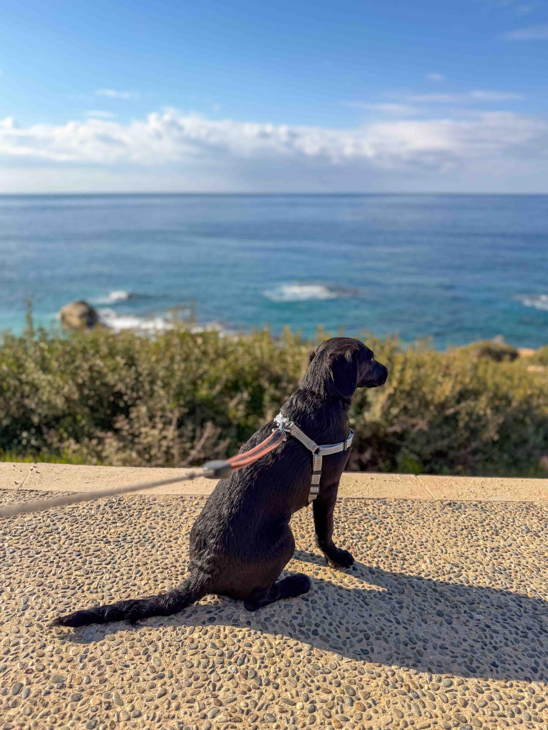 Passeggiata in spiaggia con cuccioli