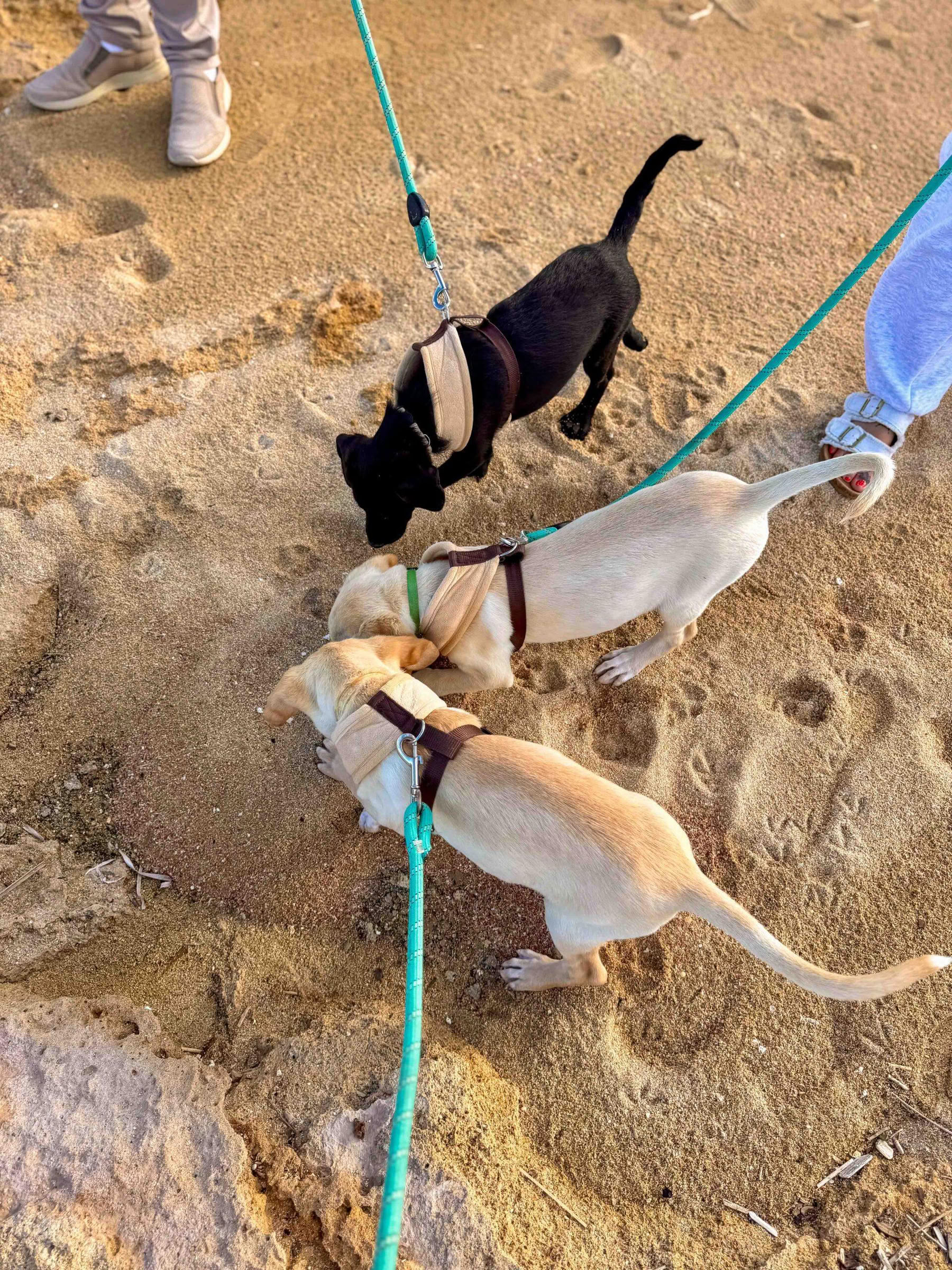 Passeggiata in spiaggia con cuccioli