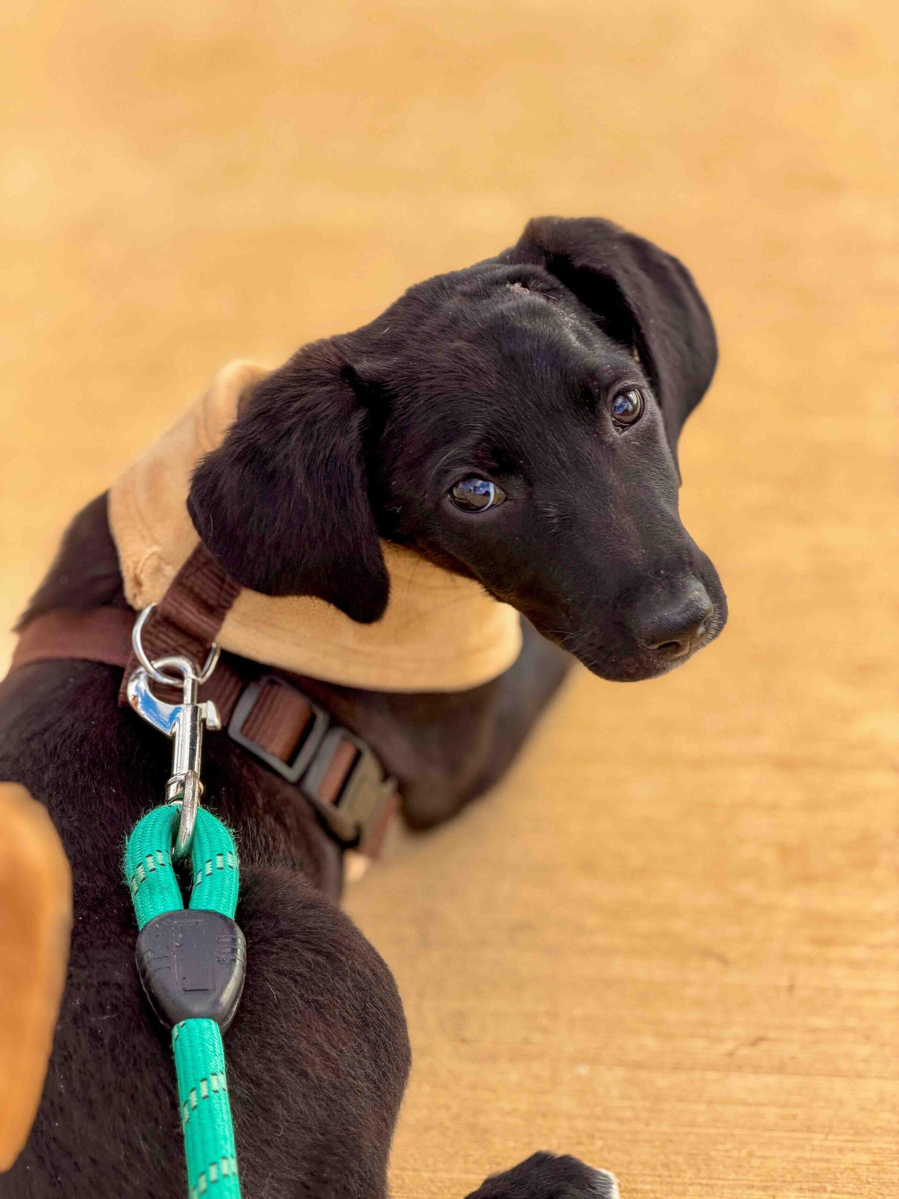 Passeggiata in spiaggia con cuccioli