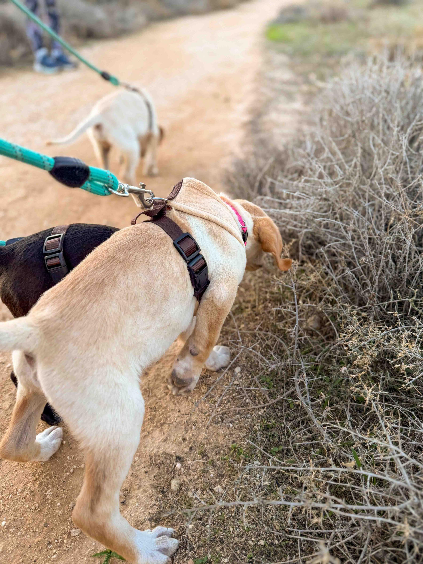 Passeggiata in spiaggia con cuccioli