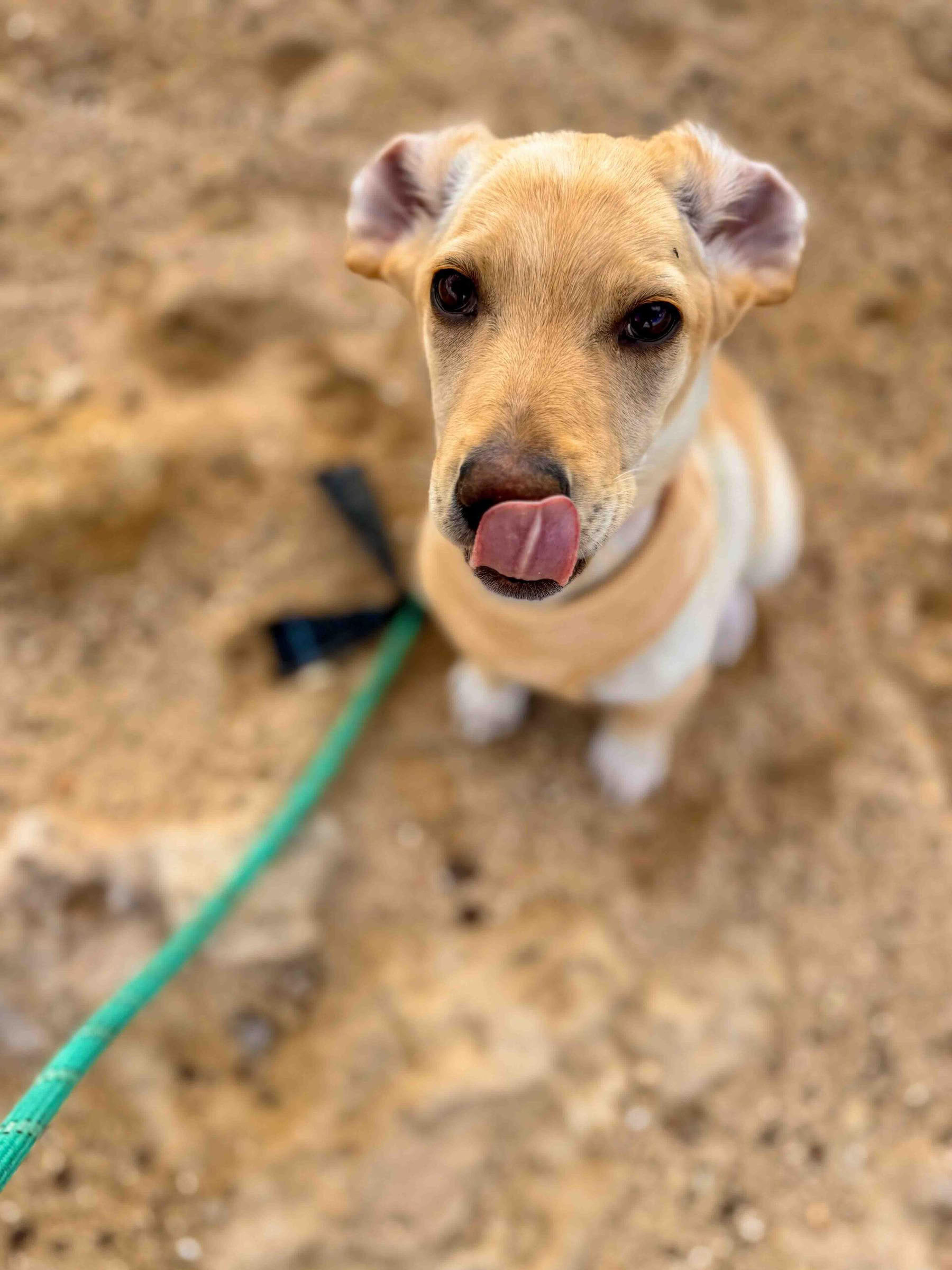 Passeggiata in spiaggia con cuccioli