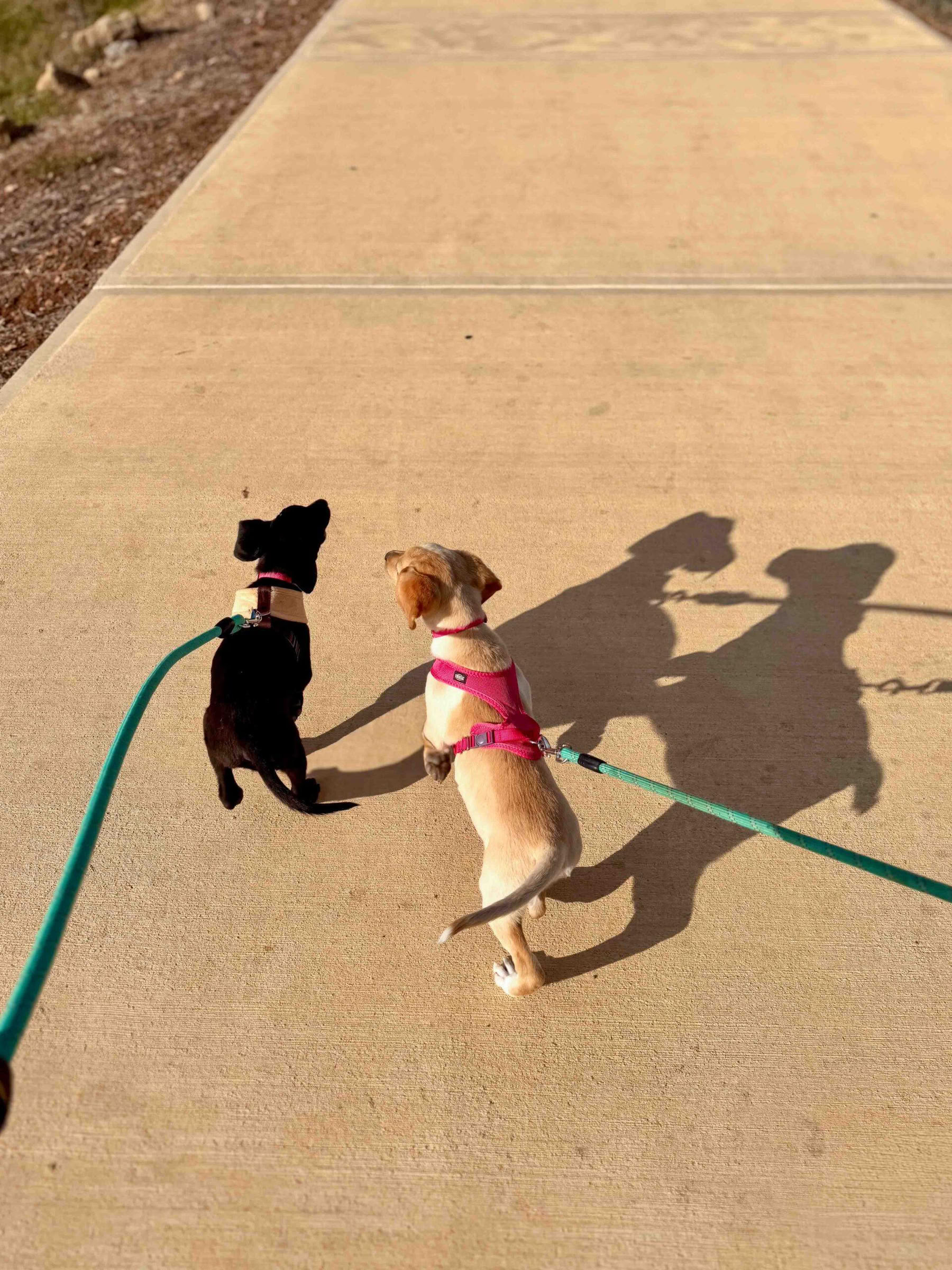 Passeggiata in spiaggia con cuccioli