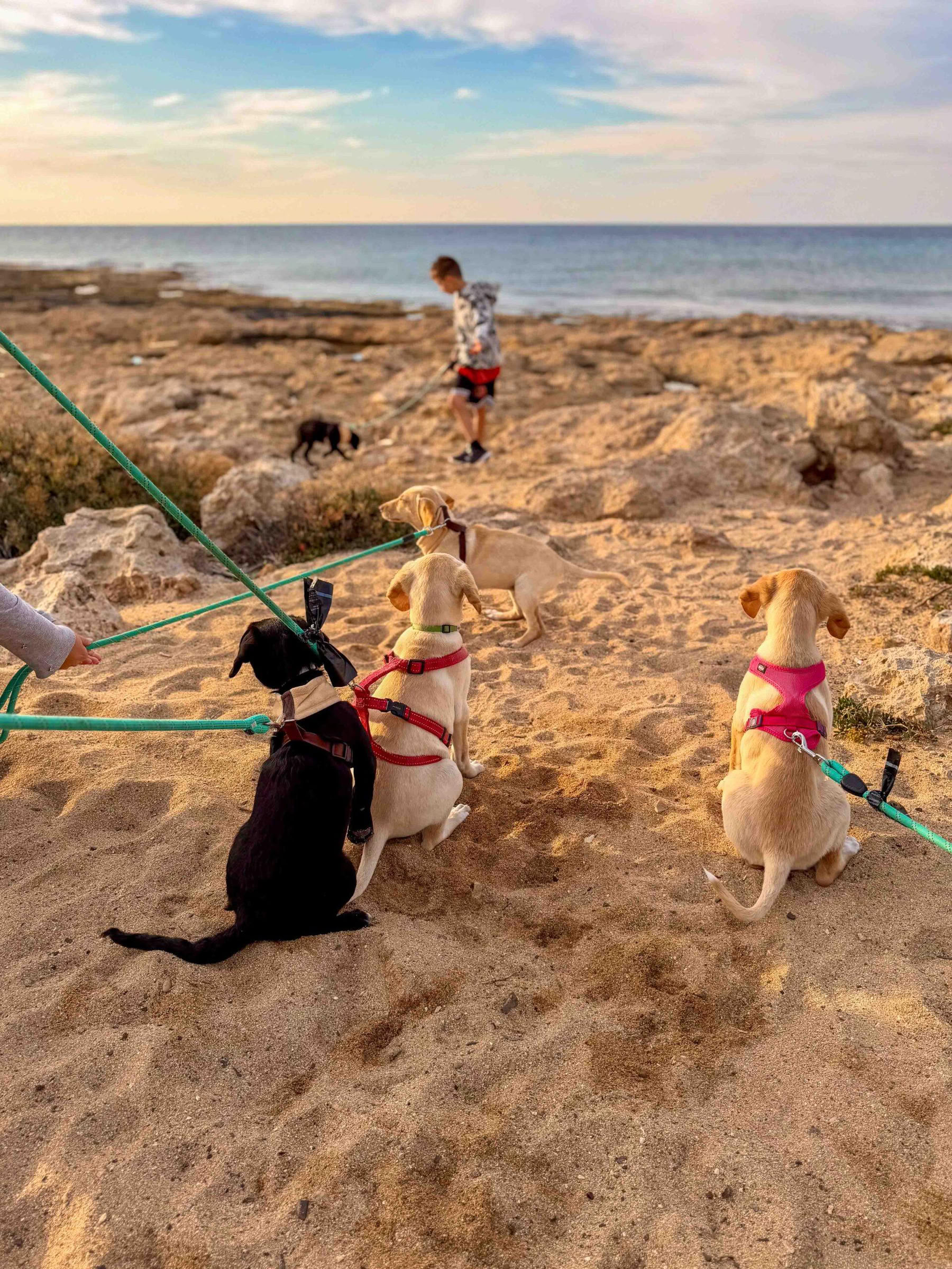 Passeggiata in spiaggia con cuccioli