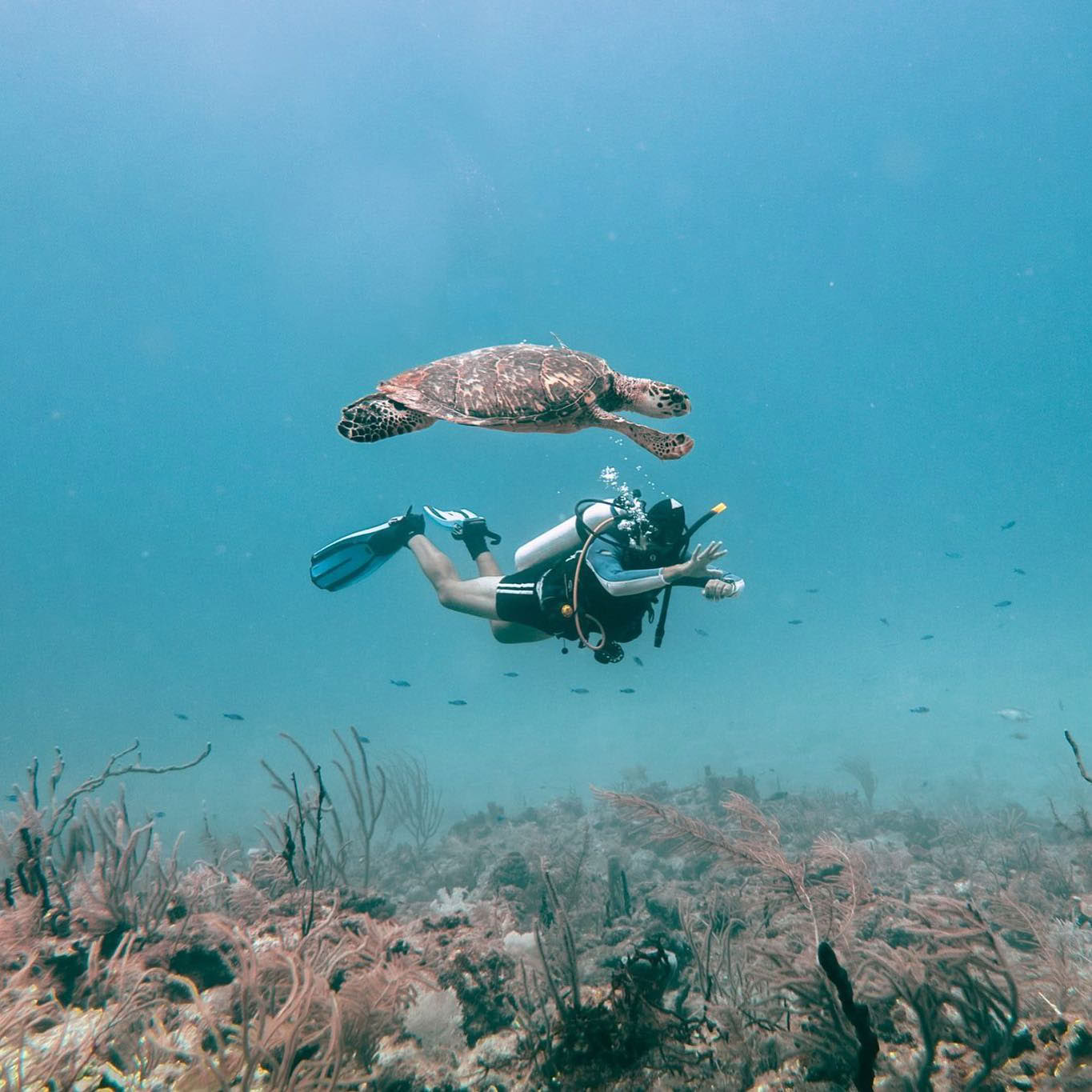 Depth & Discovery: Una spedizione subacquea Mahai