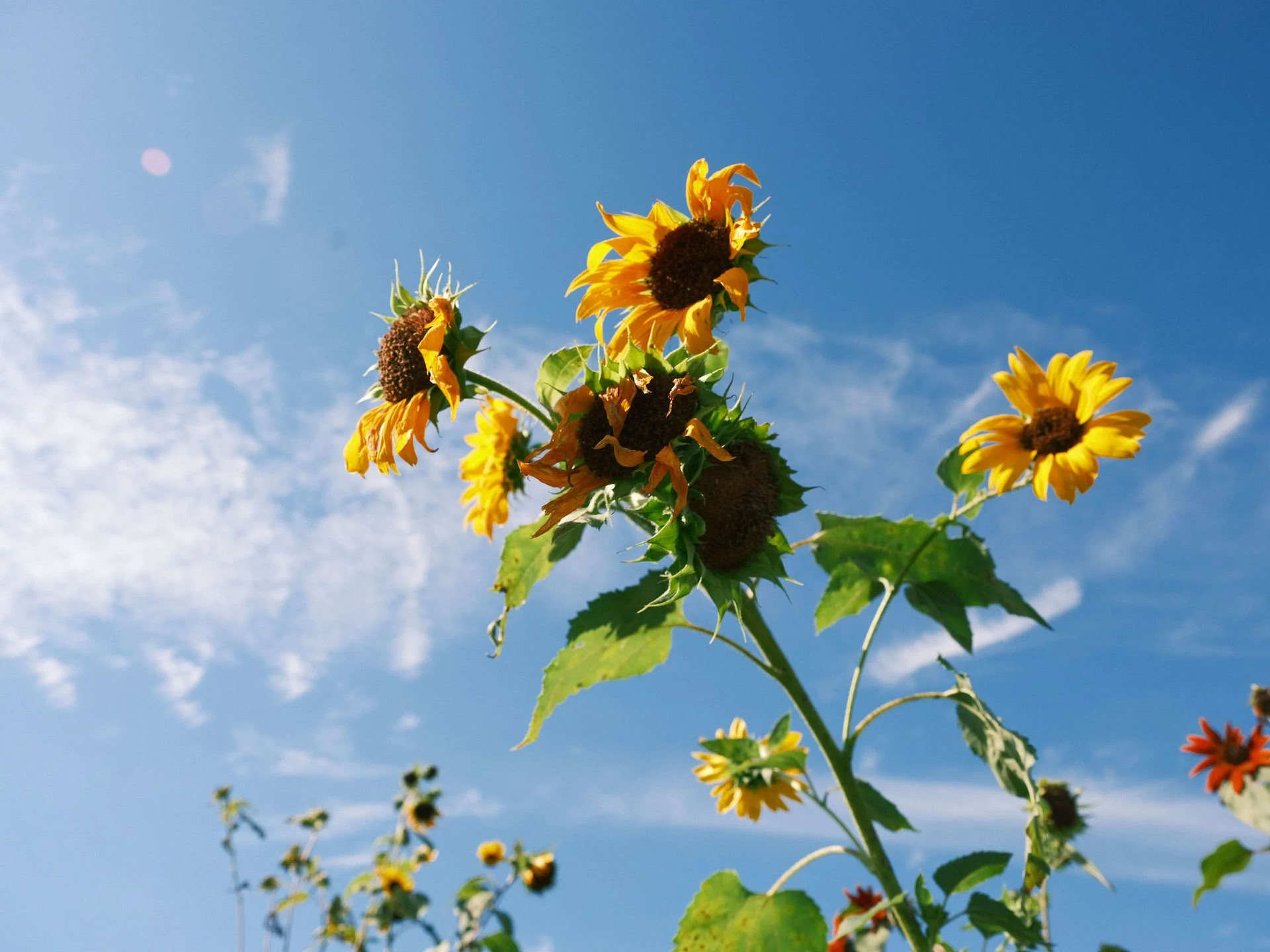 Breath Medicine: Breathwork con The Breath Nurse