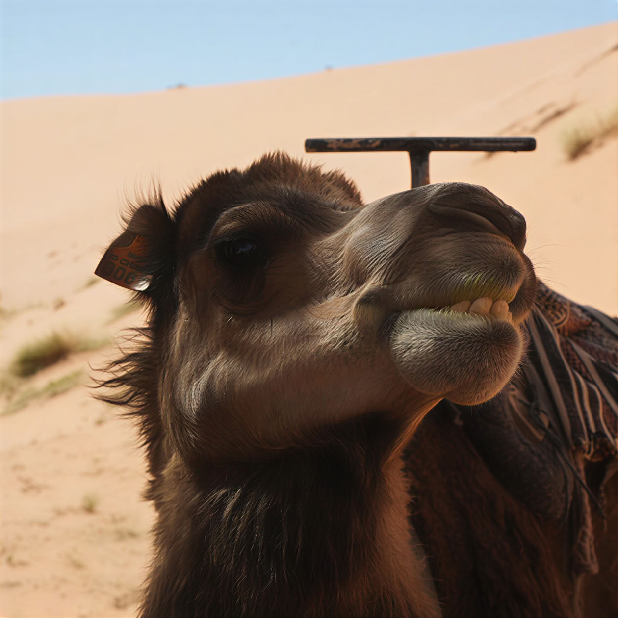Ritiro di yoga e cultura di 9 giorni nel nord del Marocco – Da Casablanca a Chefchaouen e Tangeri – 29 ago - 6 set