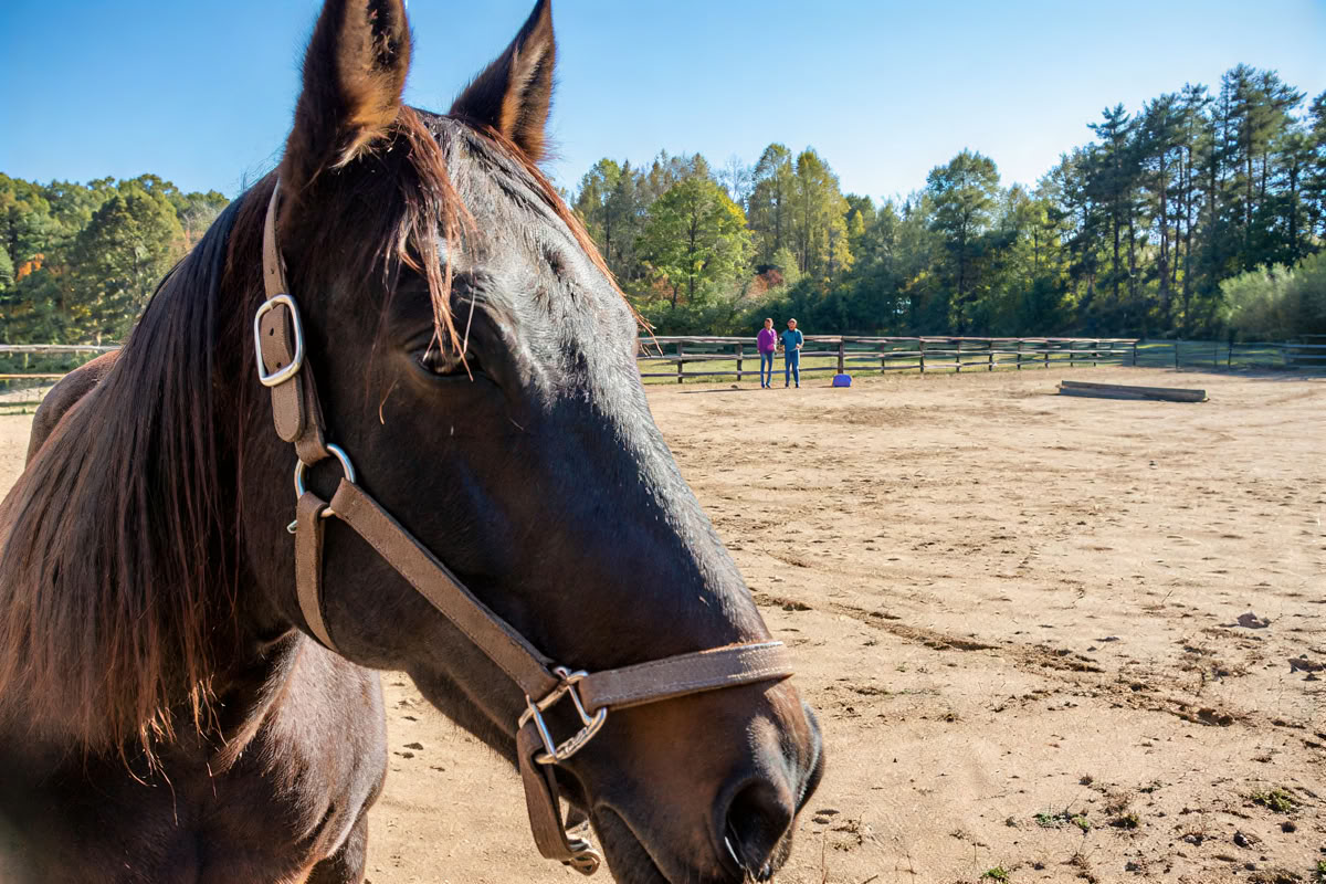 Ritiro per donne a cavallo di apprendimento esperienziale di livello superiore per i partecipanti di ritorno di 4 giorni