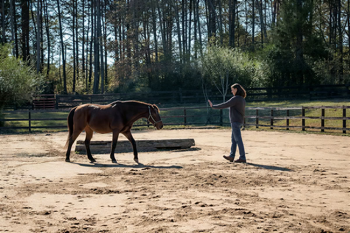 Ritiro per donne a cavallo di apprendimento esperienziale di livello superiore per i partecipanti di ritorno di 4 giorni