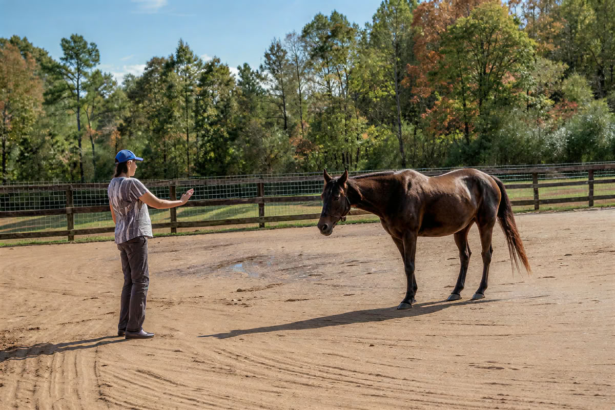 Horse Harmony: Un ritiro di 3 giorni per l’equilibrio e il benessere delle donne