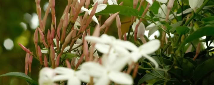 Ritiro di Ayahuasca di 9 Giorni