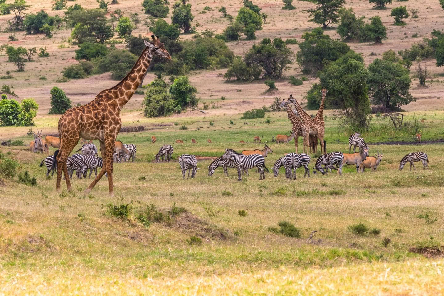 Safari in famiglia di Sophie Jaffe in Kenya