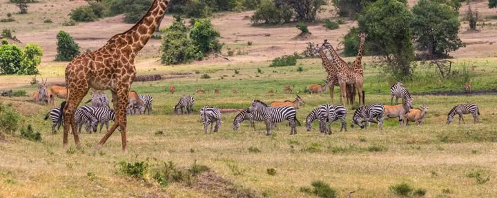 Safari in famiglia di Sophie Jaffe in Kenya