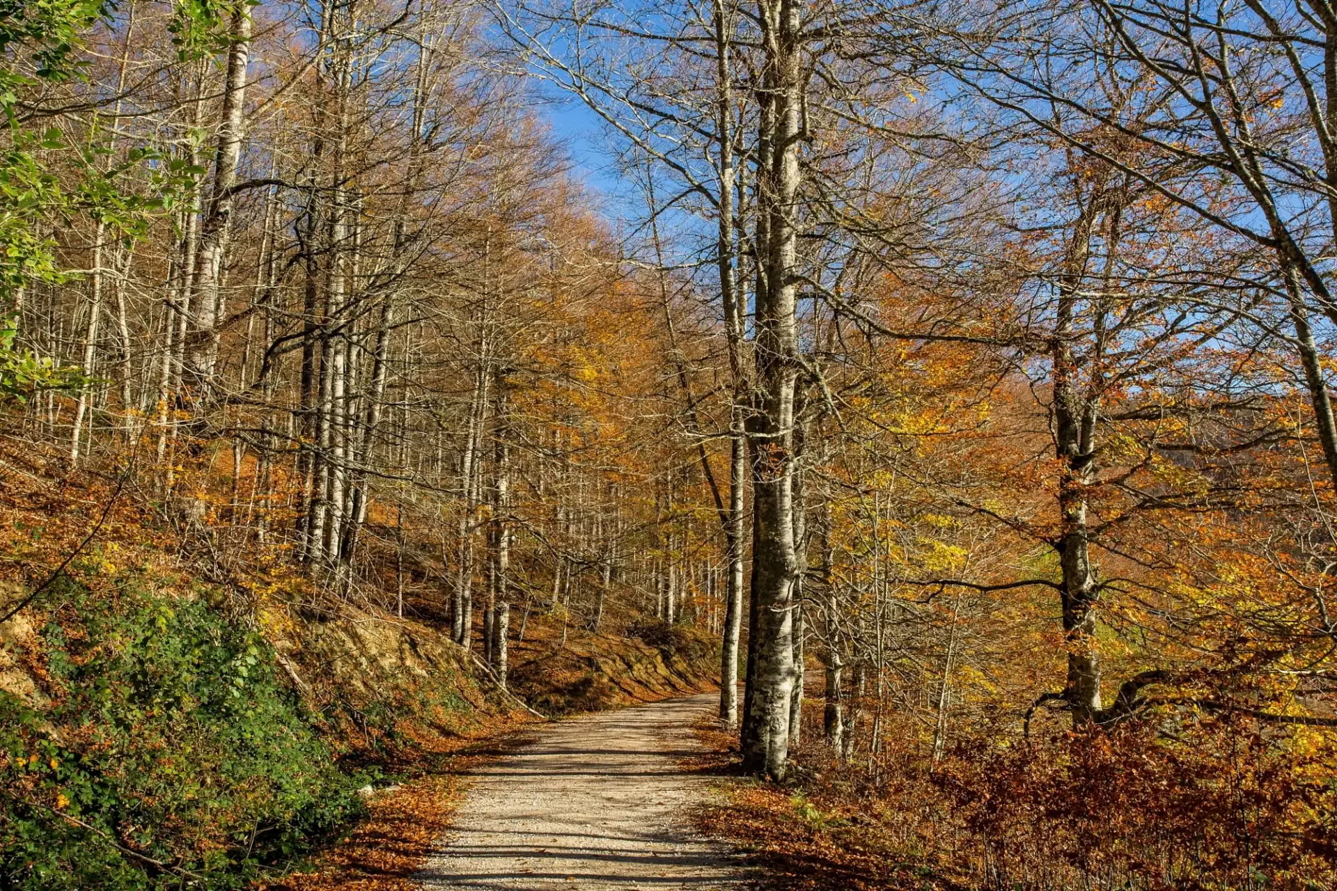 Ritiro di Yoga di Ottobre: L’Esperienza della Foresta Dorata