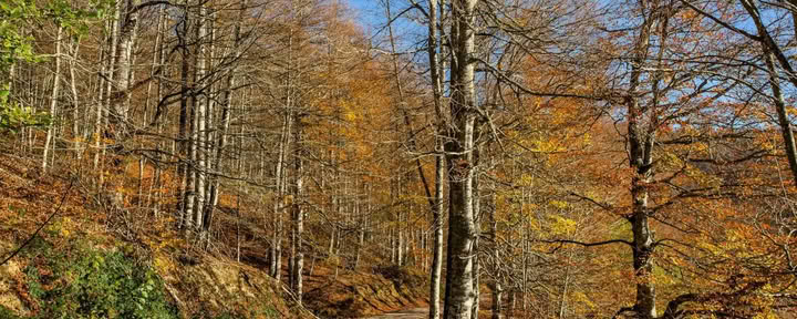Ritiro di Yoga di Ottobre: L’Esperienza della Foresta Dorata