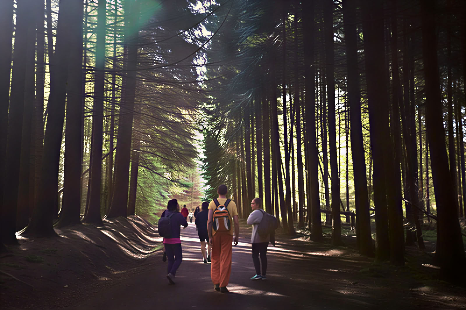 Ritiro di Yoga e Natura: Immersione nella Foresta Dorata