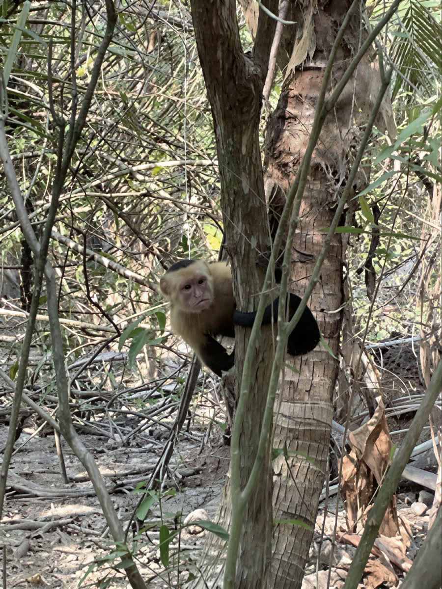 Ritiro avventura nello spazio della natura - Costa Rica
