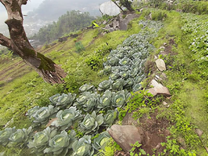 Lavoro corporeo Lomi Lomi