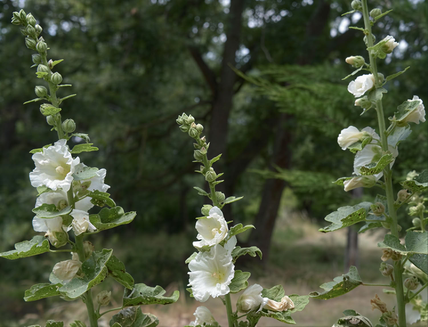 Il Tempio del Giardino Claire Everitt