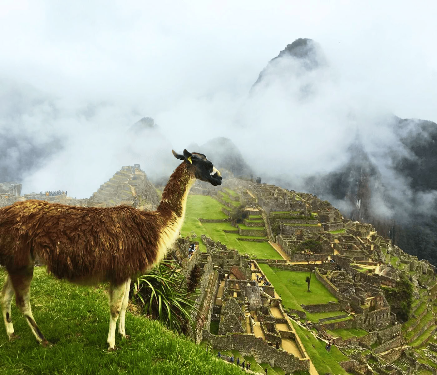 7 giorni di ritiro di Ayahuasca + Machupicchu