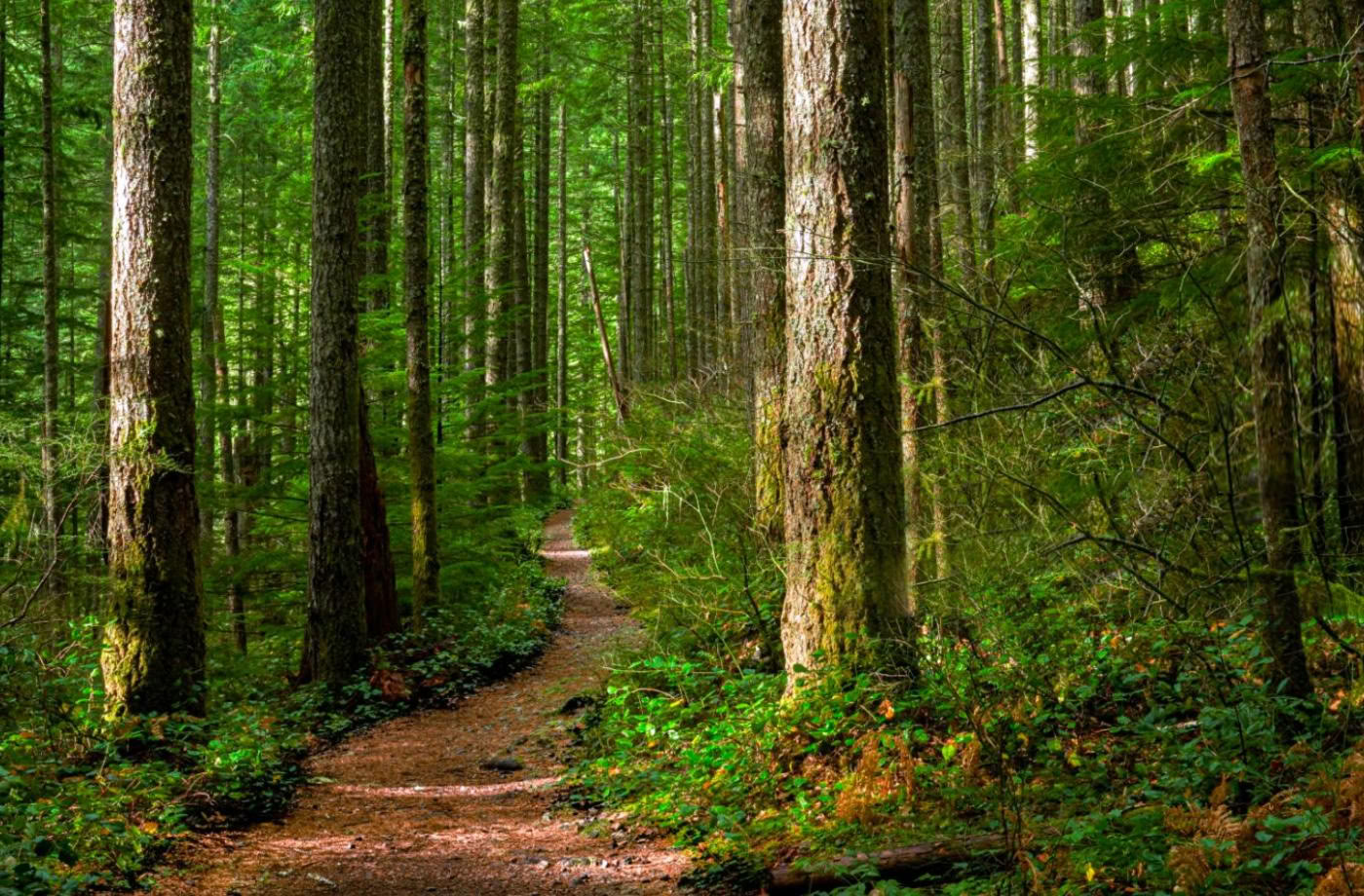 Certificazione di Guida Outdoor Consapevole, Livello 1 Comunità Forestale