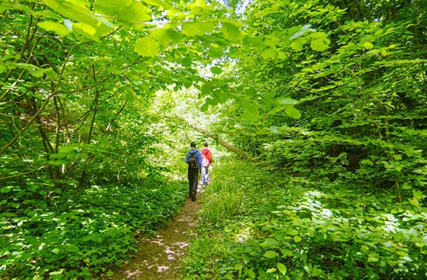 Certificazione di Guida Outdoor Consapevole, Livello 1 Comunità Forestale