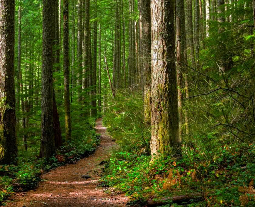 Certificazione di Guida Outdoor Consapevole, Livello 1 Comunità Forestale