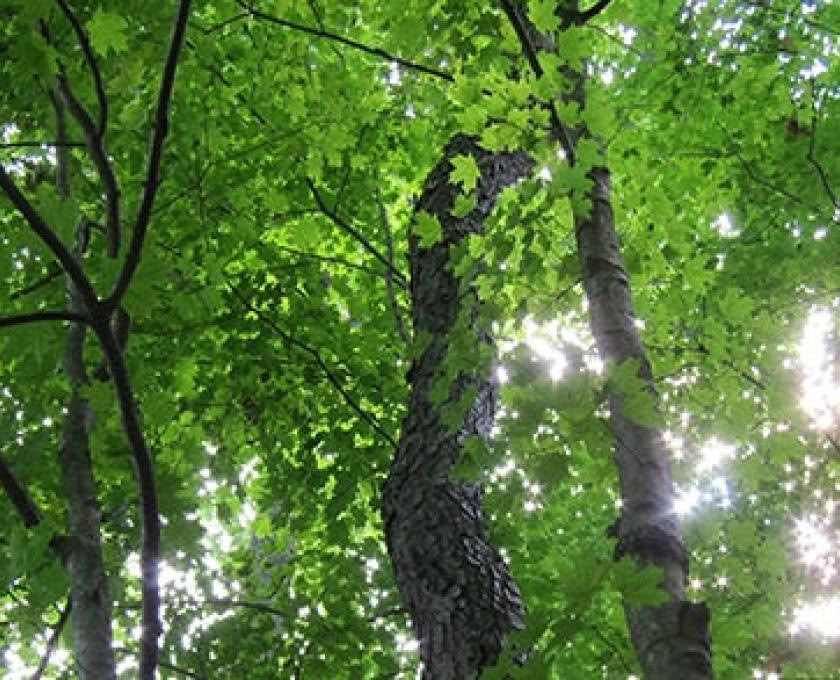 Certificazione di Guida Outdoor Consapevole, Livello 1 Comunità Forestale