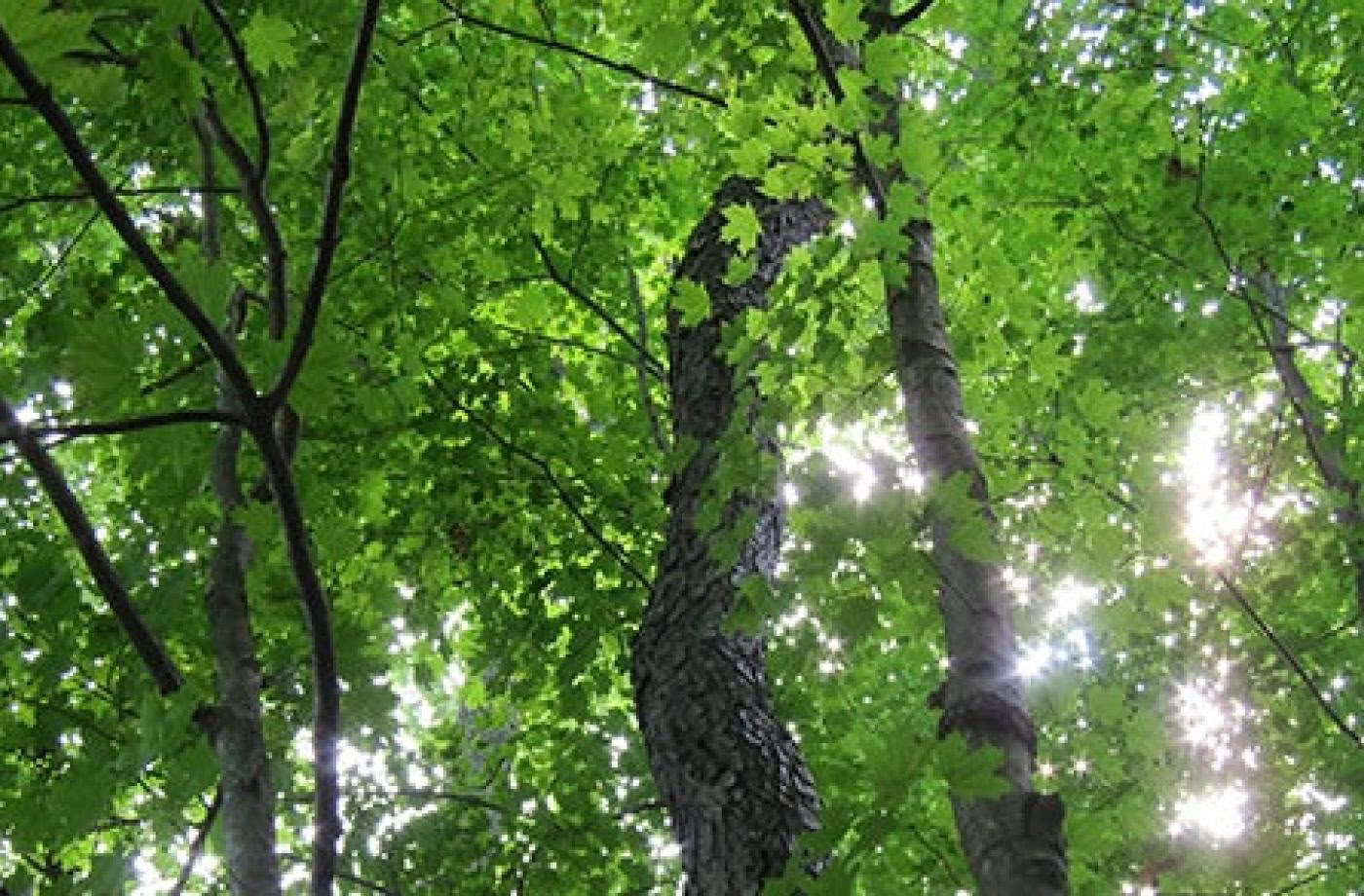 Certificazione di guida outdoor consapevole, livello 2: in armonia con la natura