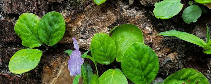 13 notti 14 giorni Ritiro benessere per l’armonia mestruale e la PCOS