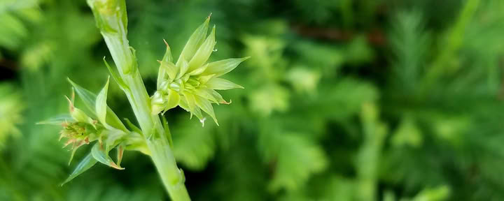 Istruzioni per la meditazione camminata