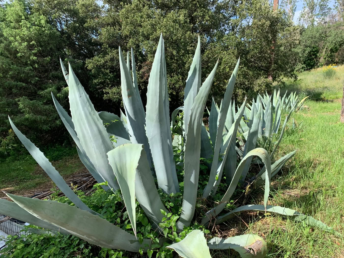 Ritiro detox