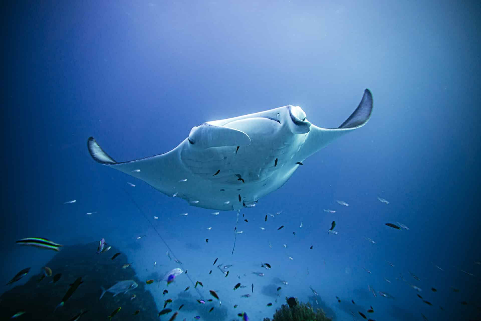 Istruttori di apnea e breathless solo a Lady Elliot Island