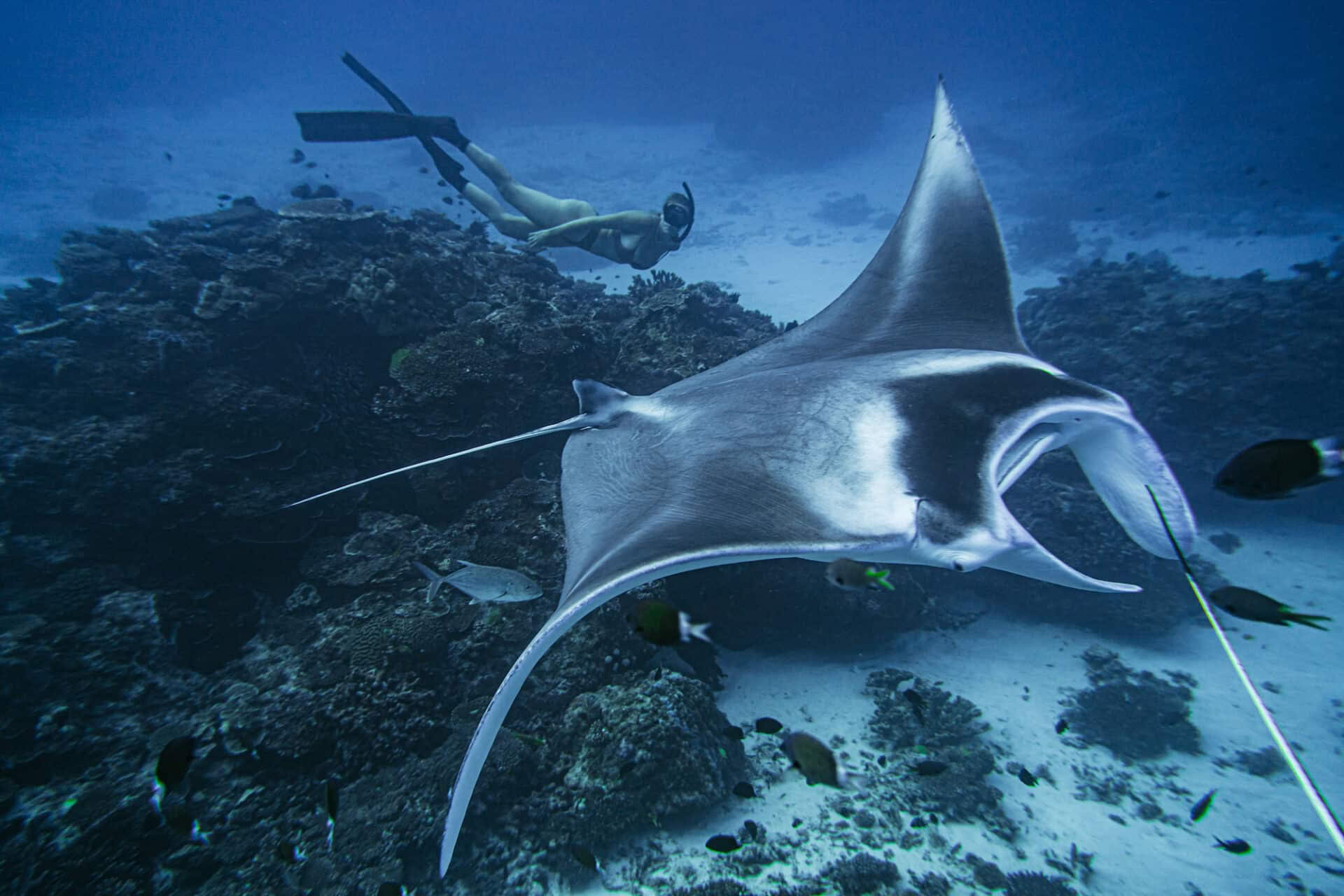 Immersione in apnea a Lady Elliot Island e solo su invito