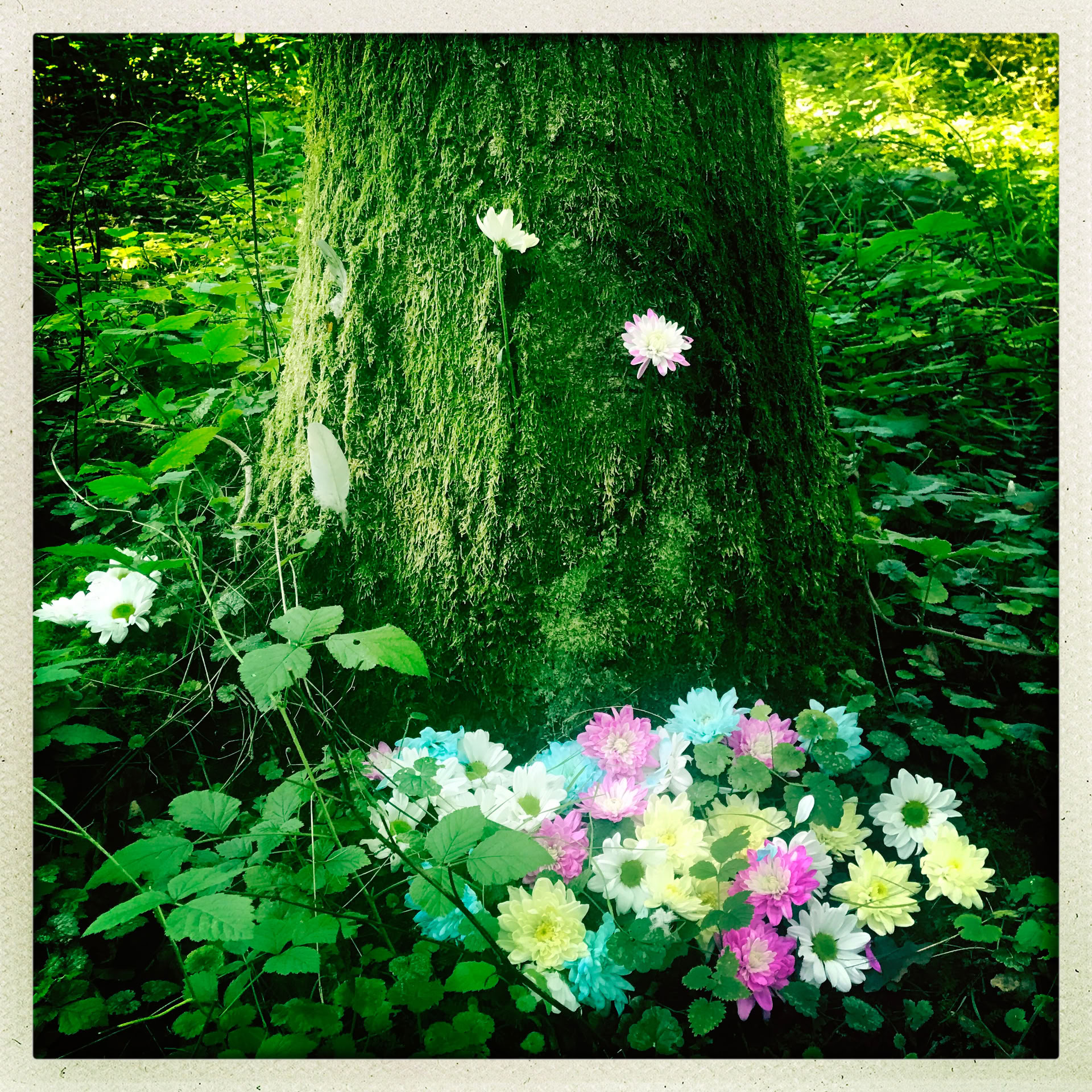 Esperienza di Mindfulness nella Foresta 🌳