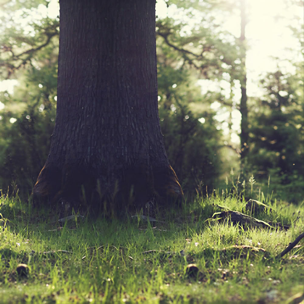 Esperienza di Mindfulness nella Foresta 🌳
