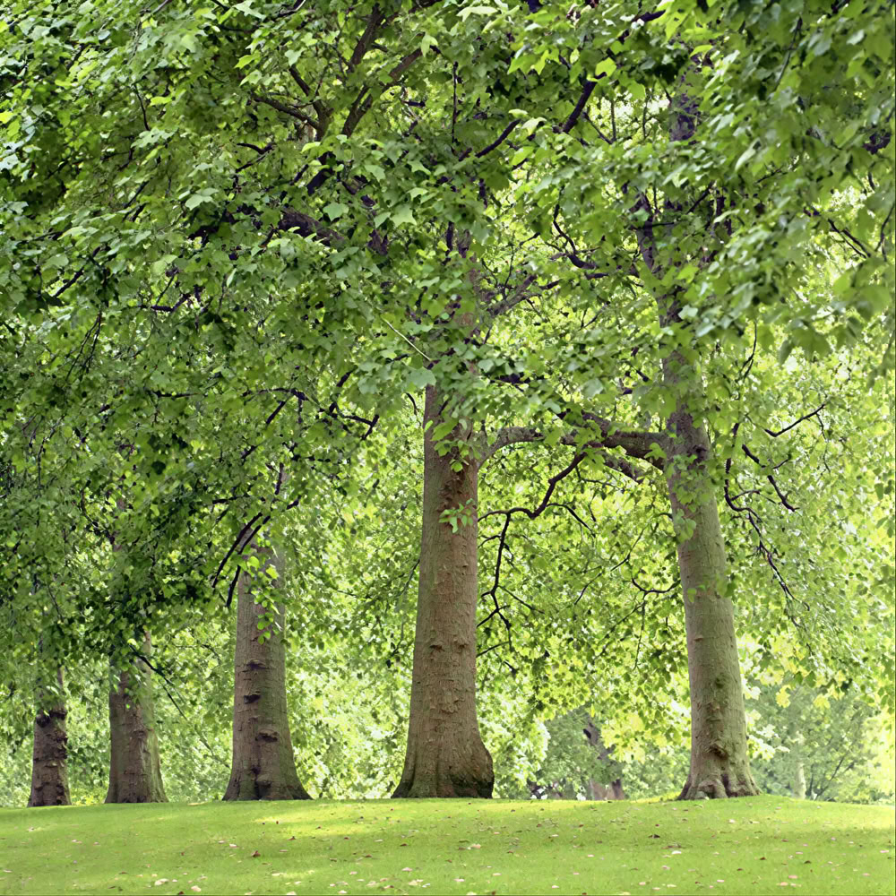 Esperienza di Mindfulness nella Foresta 🌳