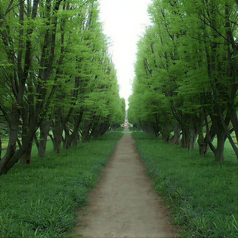 Esperienza di Mindfulness nella Foresta 🌳