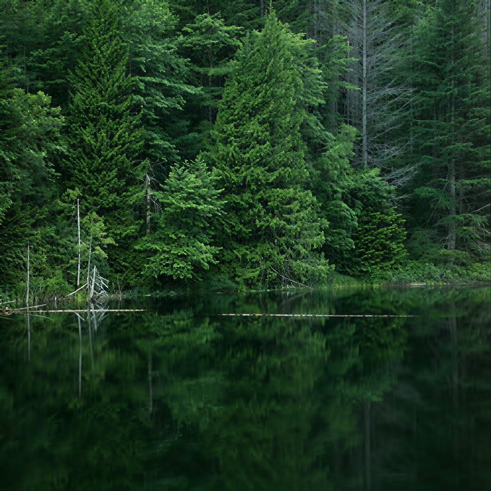 Esperienza di Mindfulness nella Foresta 🌳