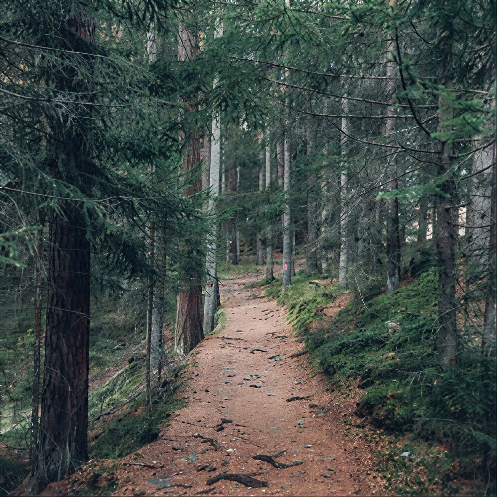 Esperienza di Mindfulness nella Foresta 🌳