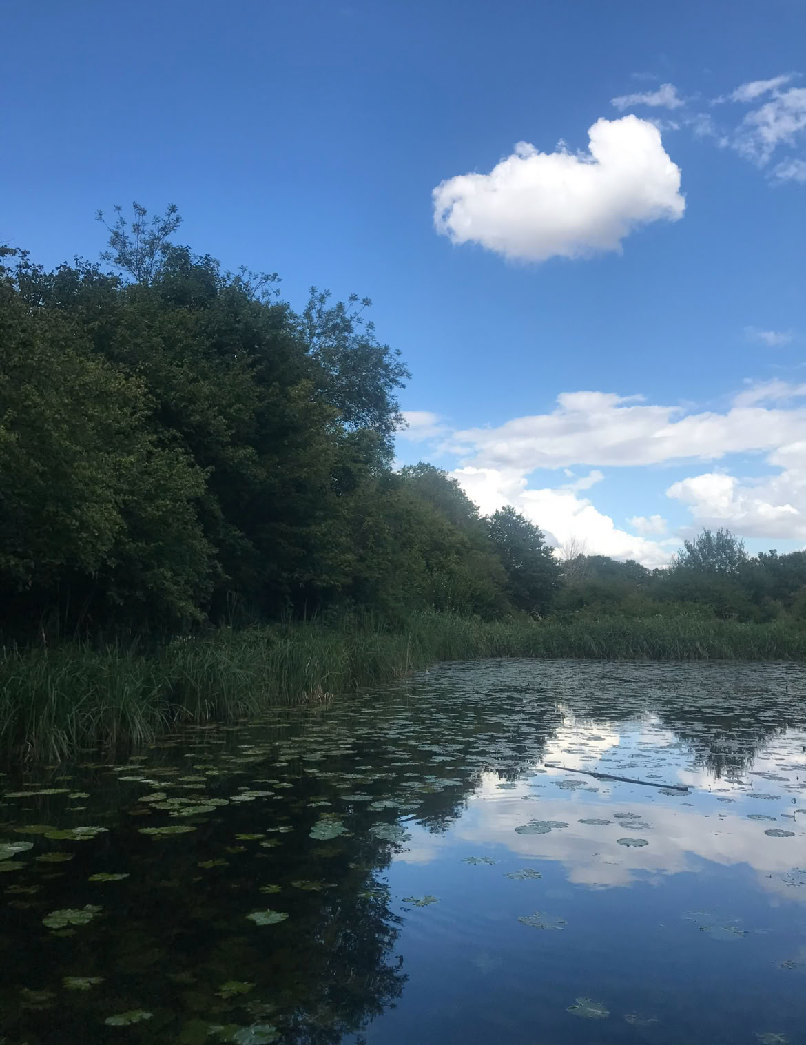 Esperienza di Mindfulness nella Foresta 🌳