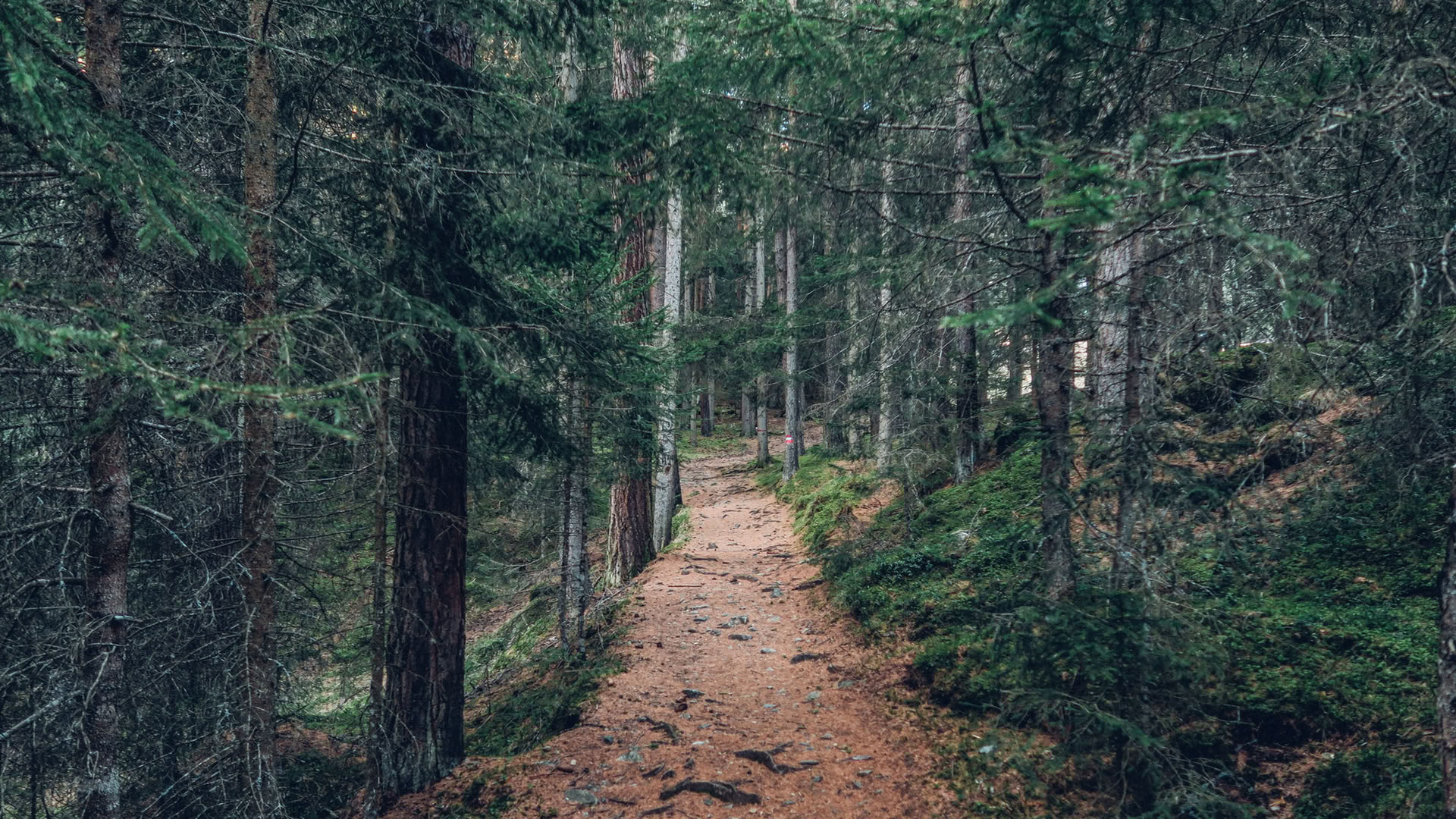 Esperienza di Mindfulness nella Foresta 🌳