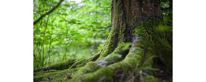Esperienza di Mindfulness nella Foresta 🌳