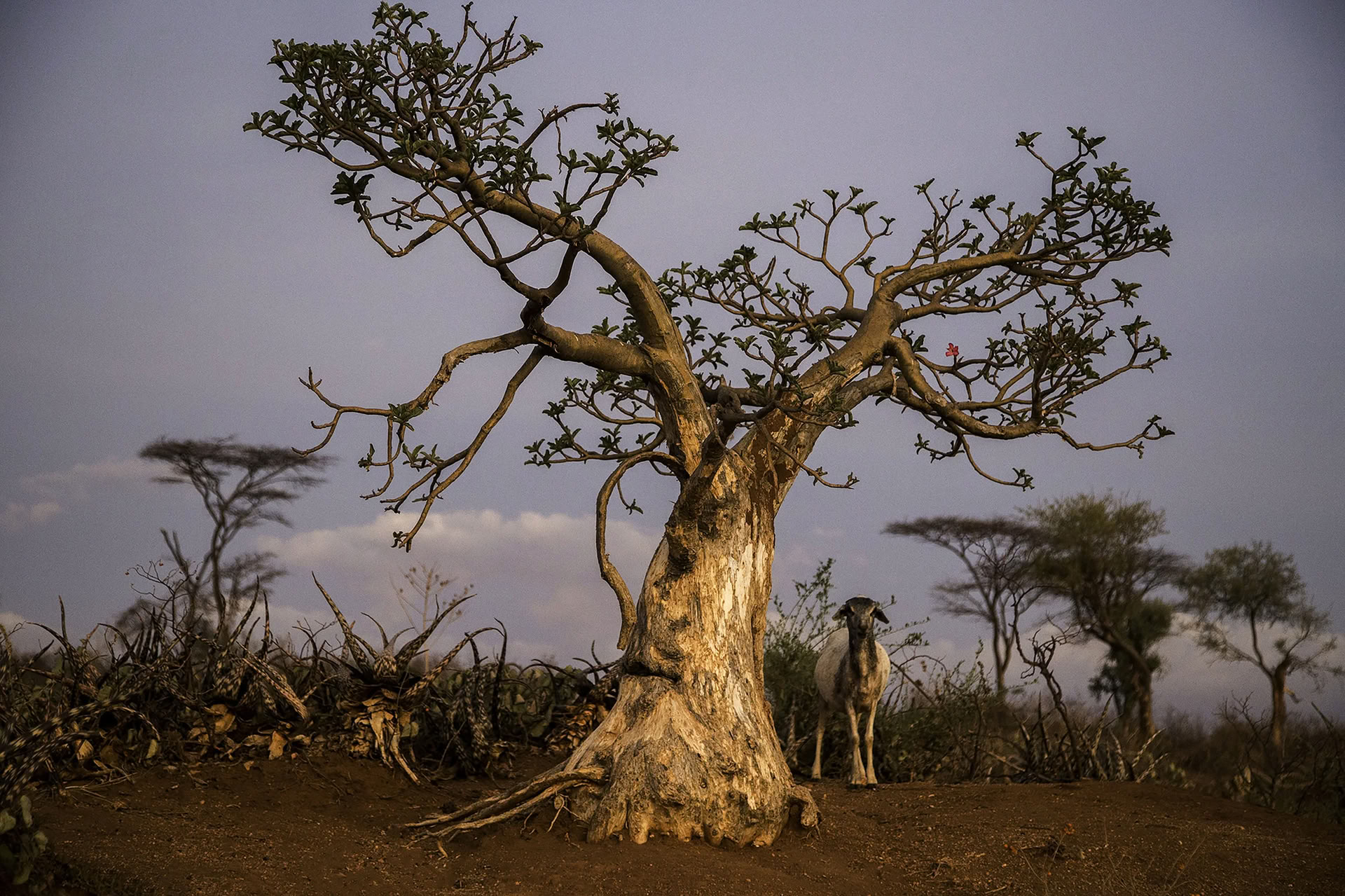 Trekking nell’Etiopia settentrionale verso i Monti Simien