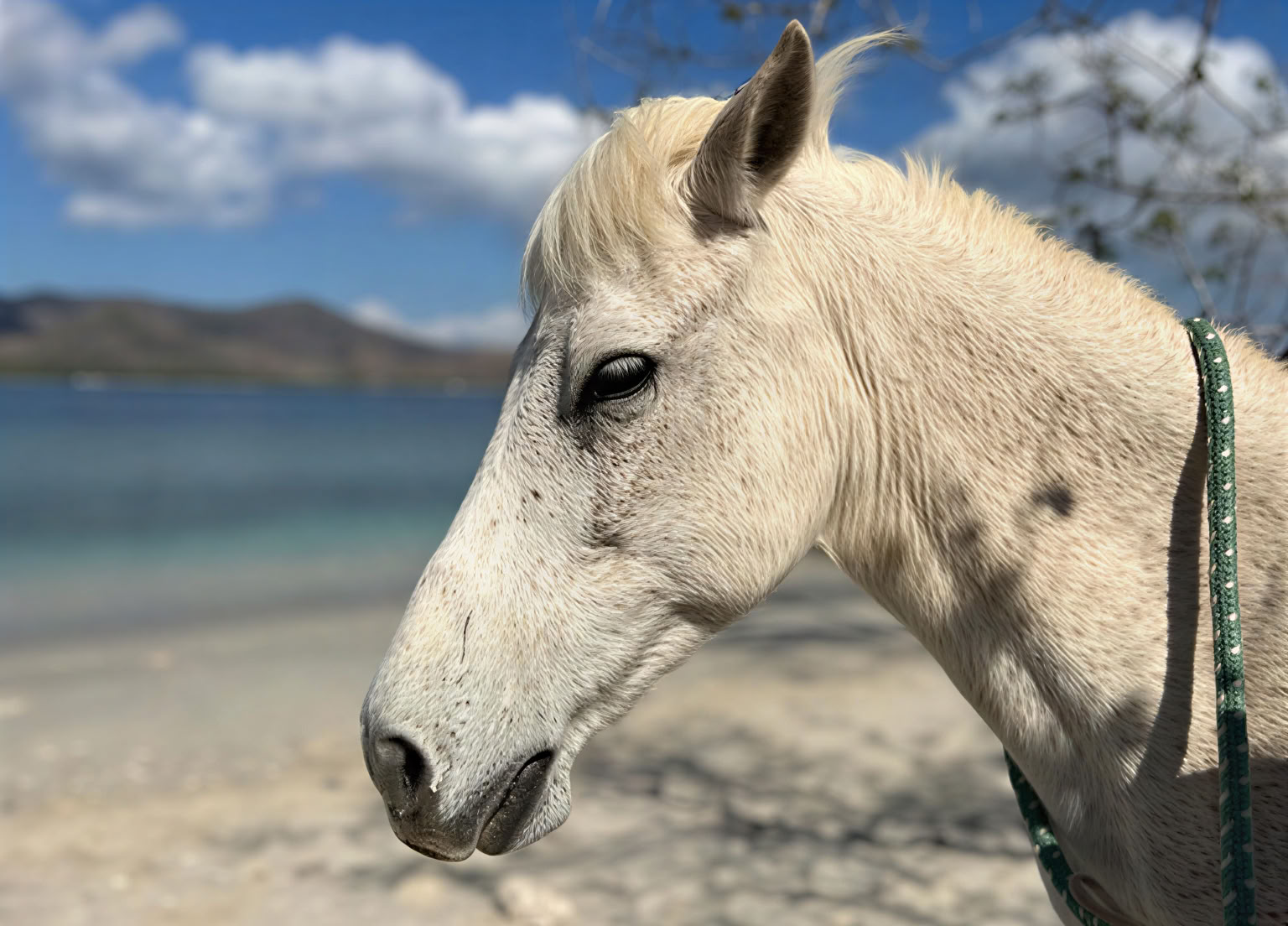 Passeggiata a cavallo