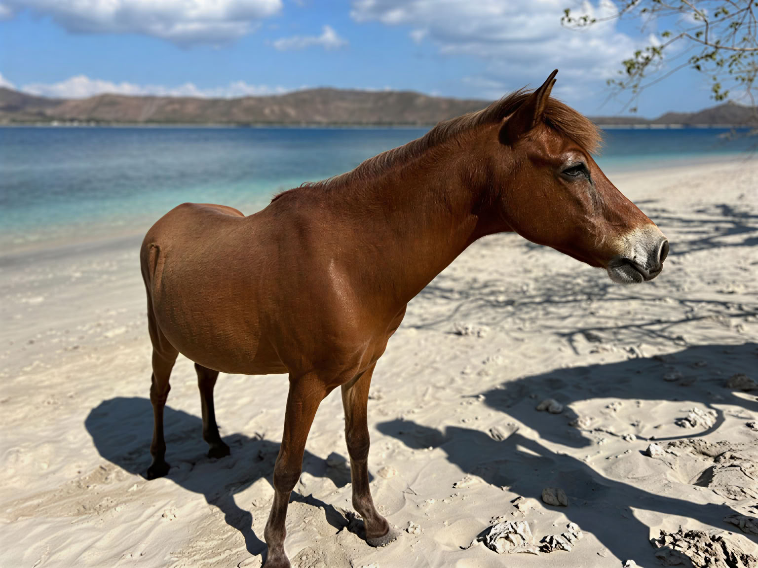 Passeggiata a cavallo